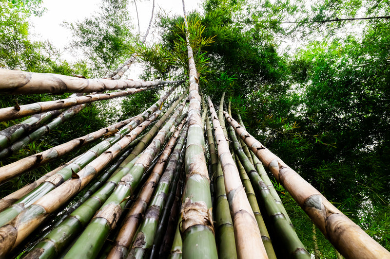 El Bamboo,  una planta Ecoamigable